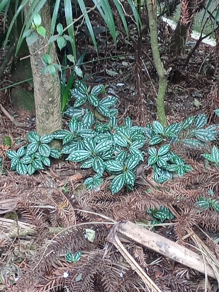 Phu lệ bò – Pilea cadierei