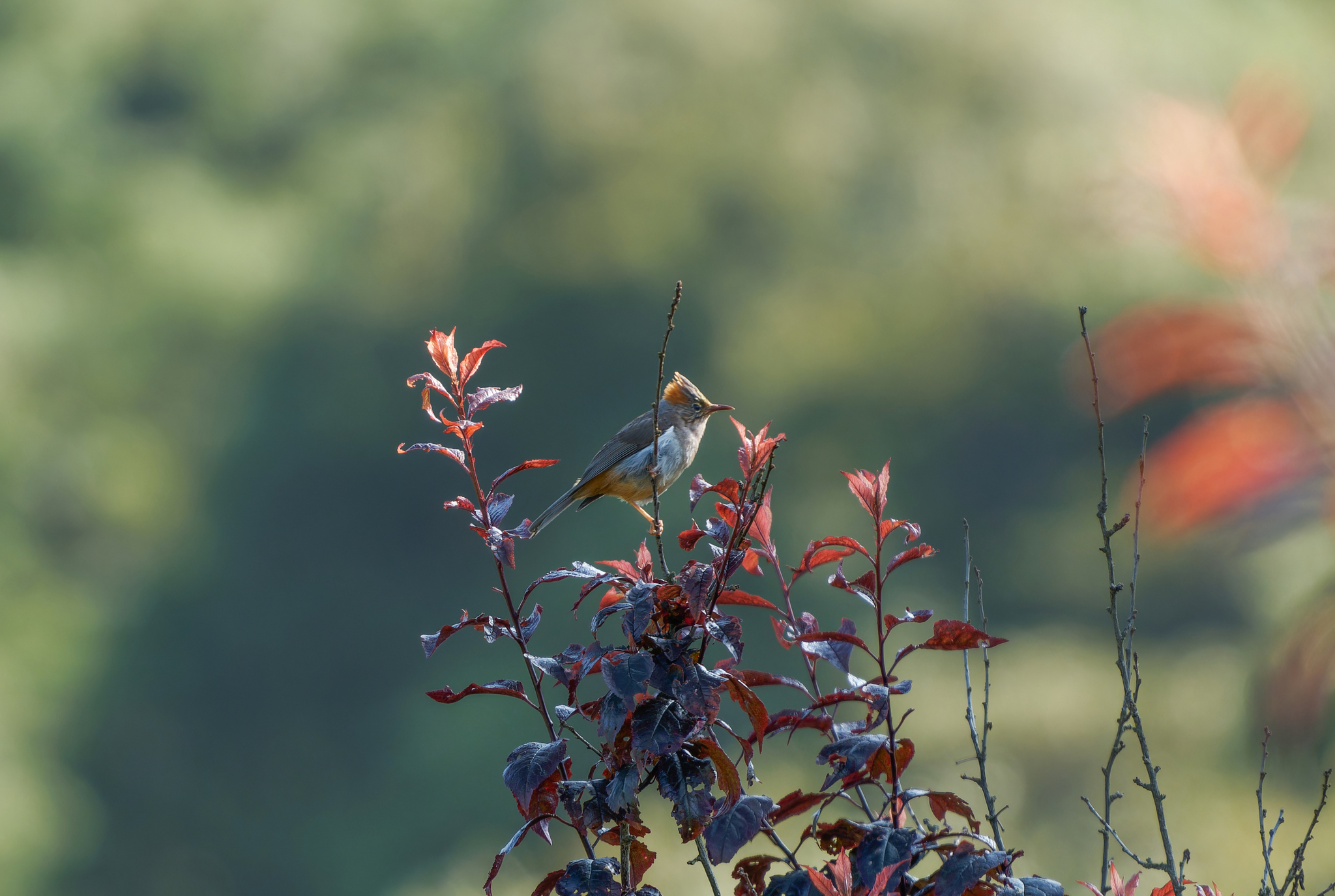 Rufous-vented Yuhina