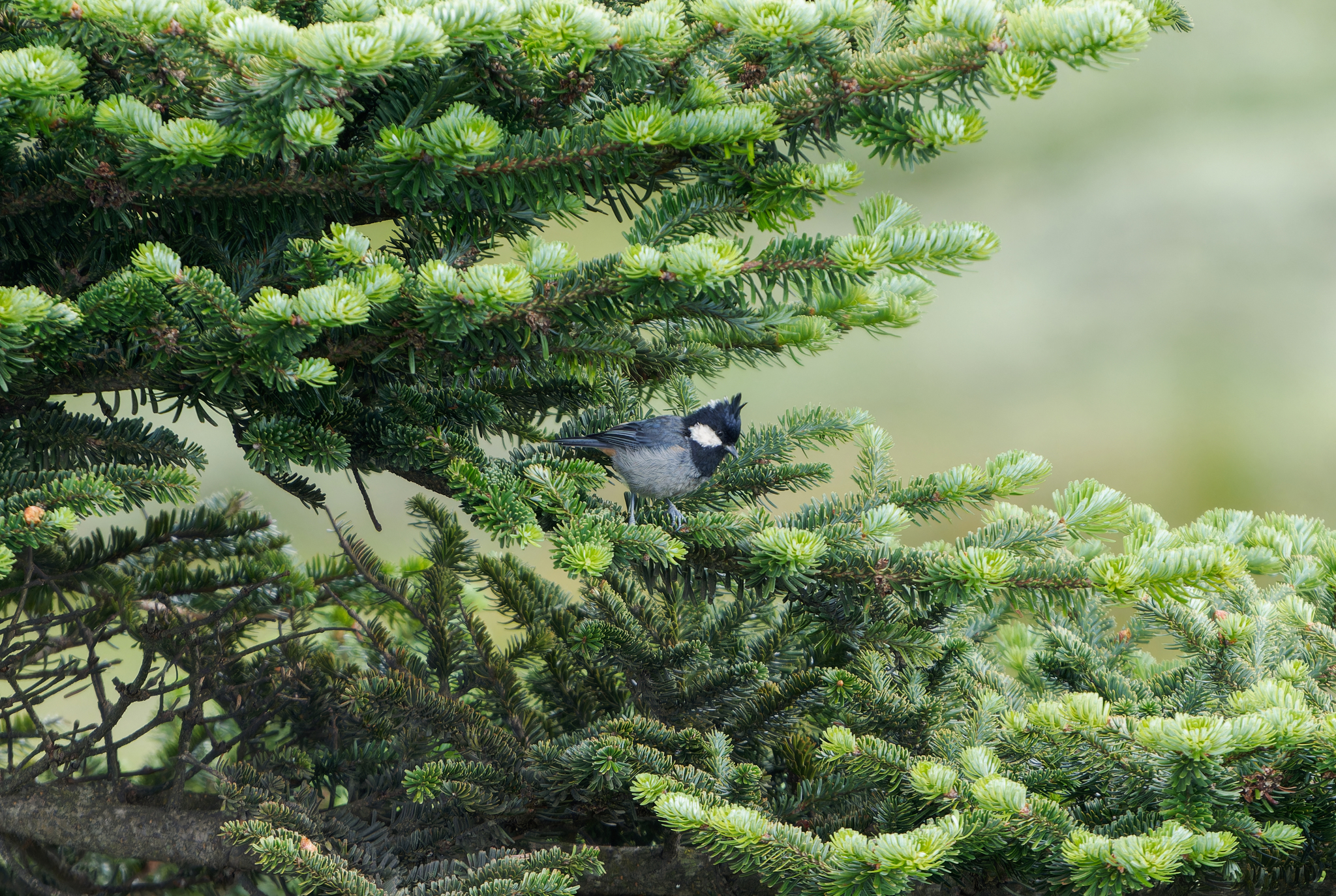 Rufous-vented Tit