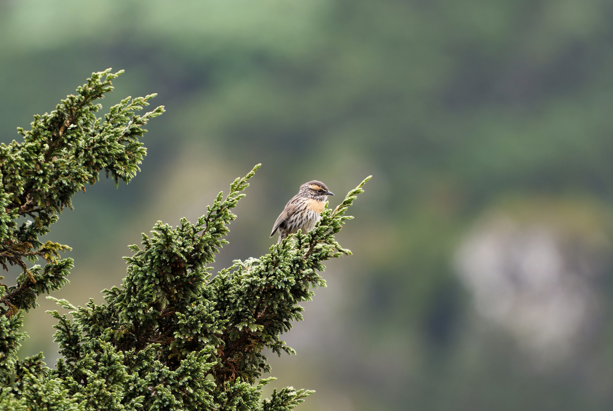 Rufous-breasted Accentor