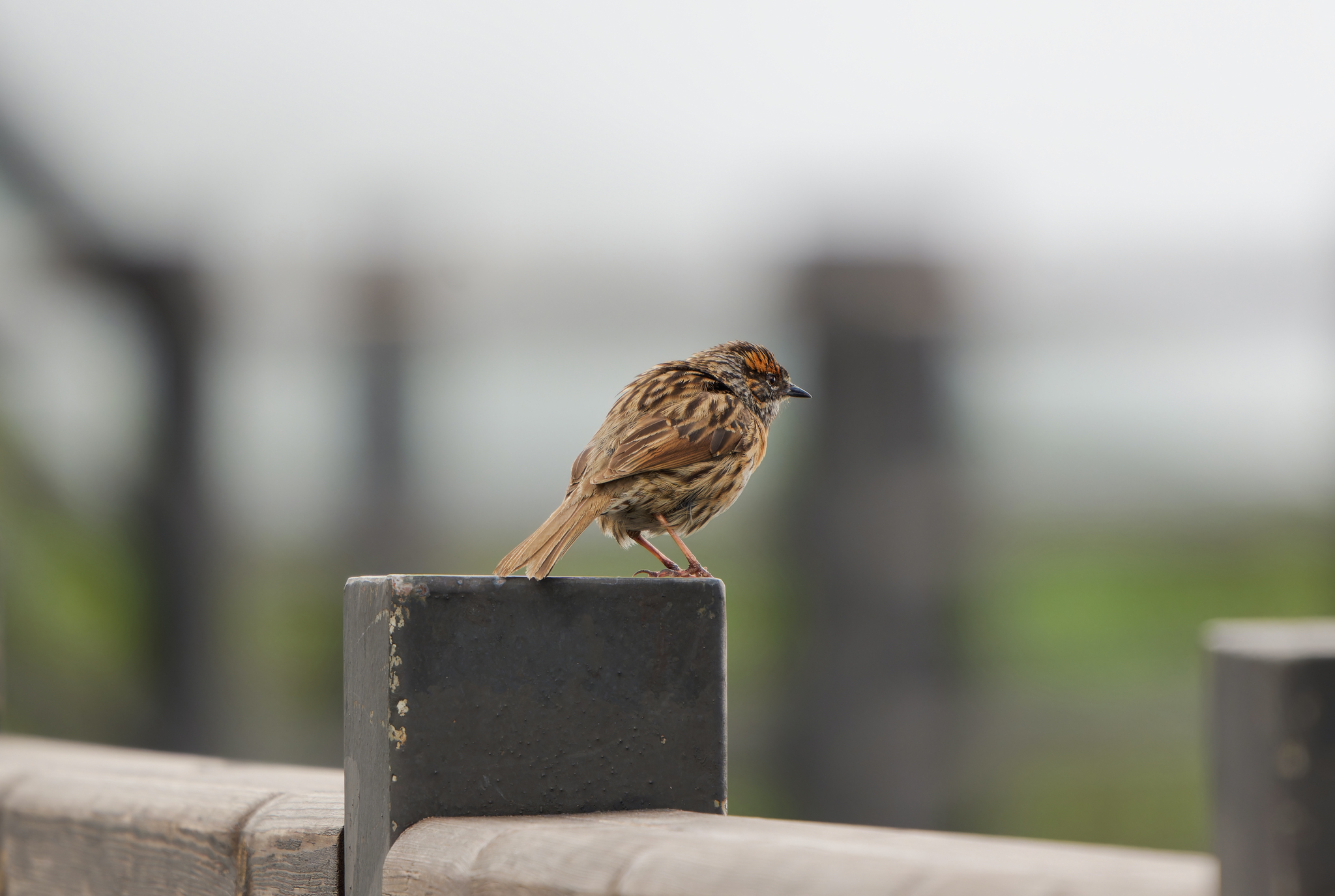 Rufous-breasted Accentor