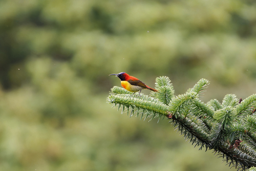 Fire-tailed Sunbird (Aethopyga ignicauda), photo 6