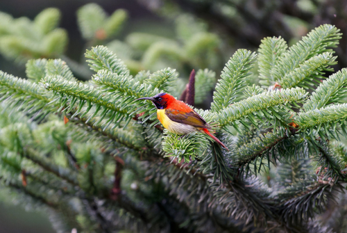Fire-tailed Sunbird (Aethopyga ignicauda), photo 5