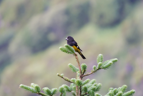 White-winged Grosbeak (Mycerobas carnipes), photo 3