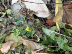 Medicago lupulina