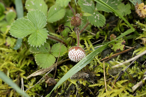 Fragaria nilgerrensis (Fragaria nilgerrensis)