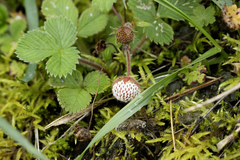 author not stated, no rights reserved Fragaria nilgerrensis, photograph author not stated, no rights reserved
