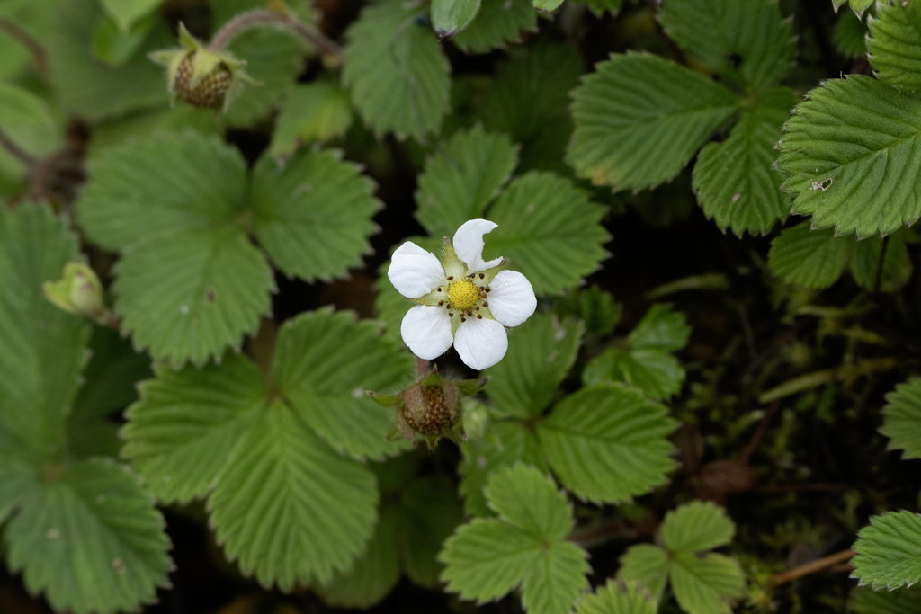 Fragaria nilgerrensis; photograph author not stated, no rights reserved