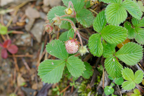 Fragaria nilgerrensis, photograph 2