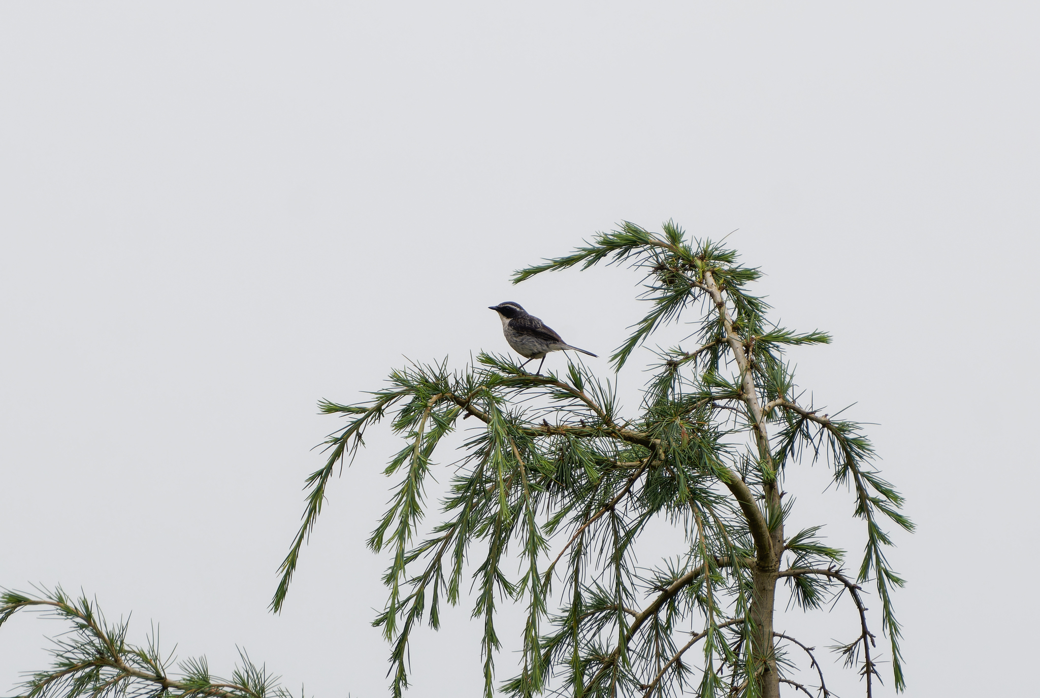 Grey Bush Chat