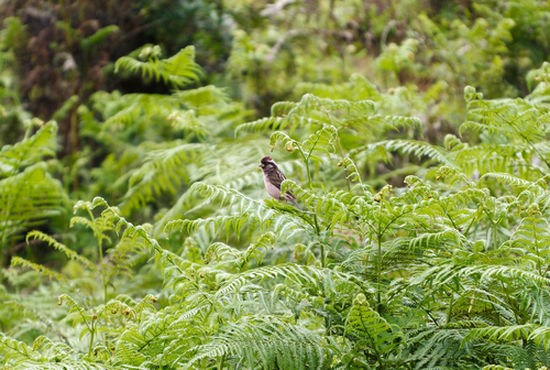 Sharpe's Rosefinch (Carpodacus verreauxii), photo 8