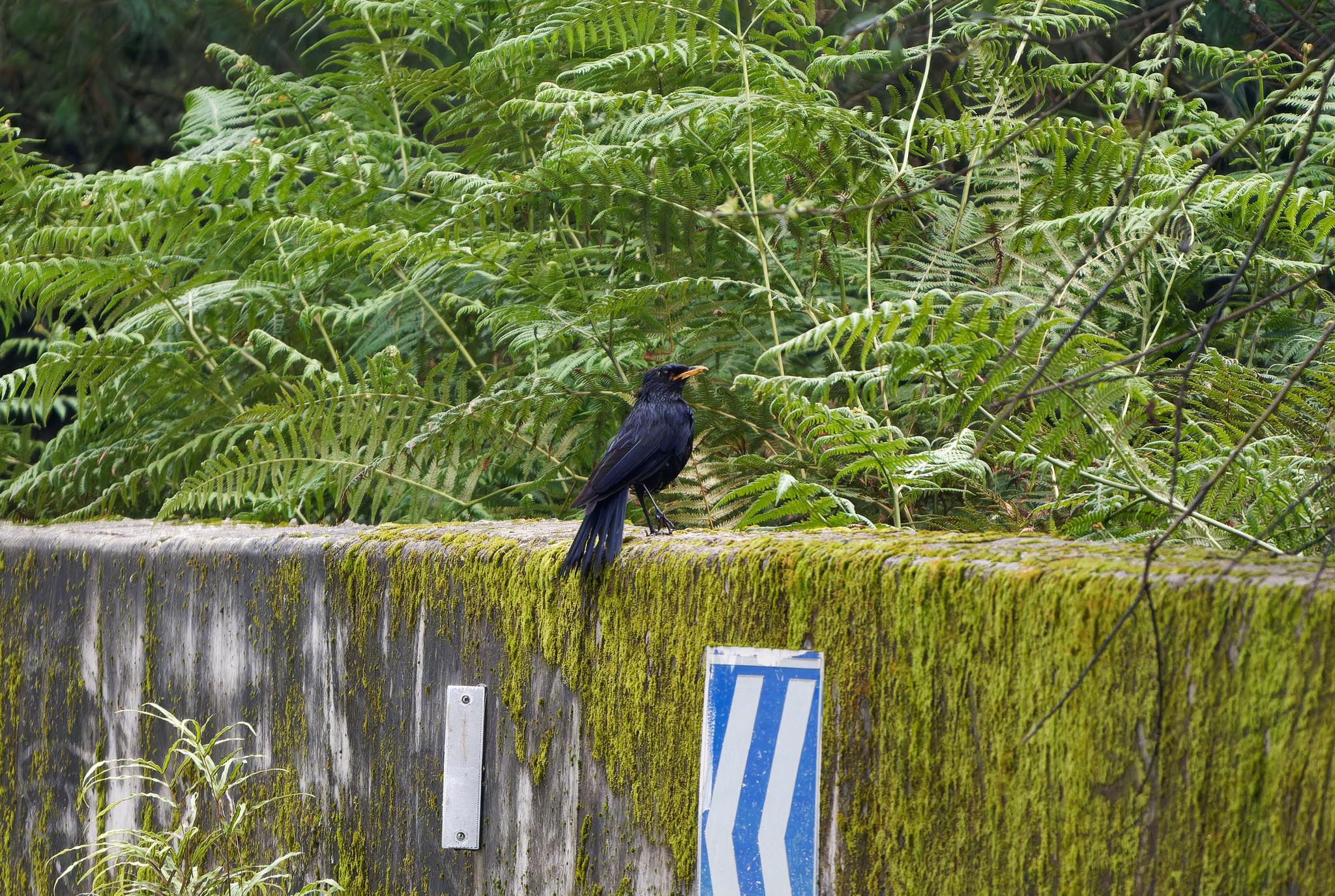 Blue Whistling Thrush