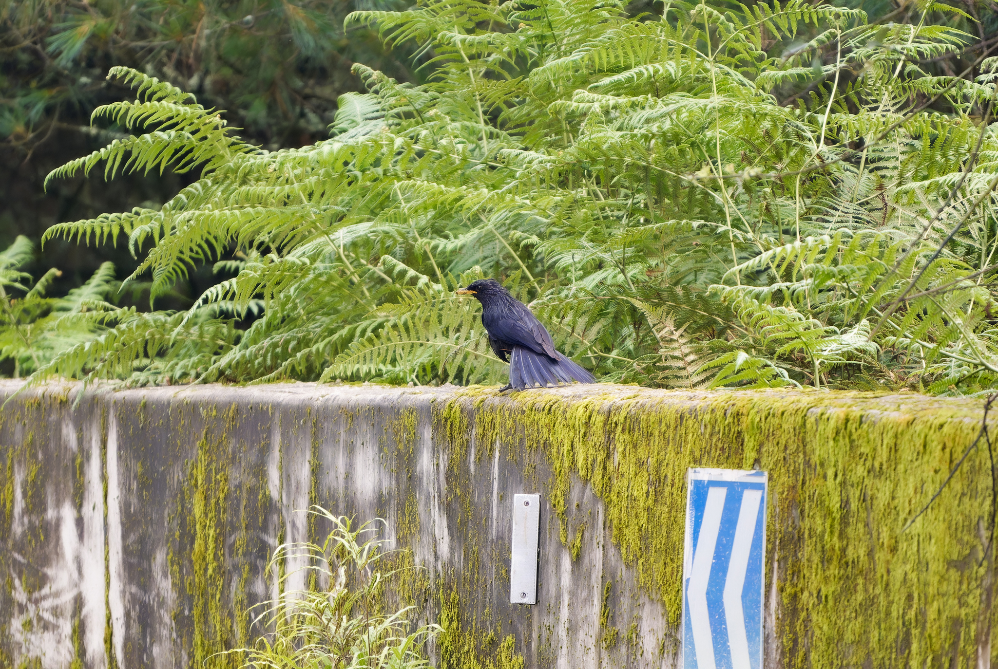 Blue Whistling Thrush
