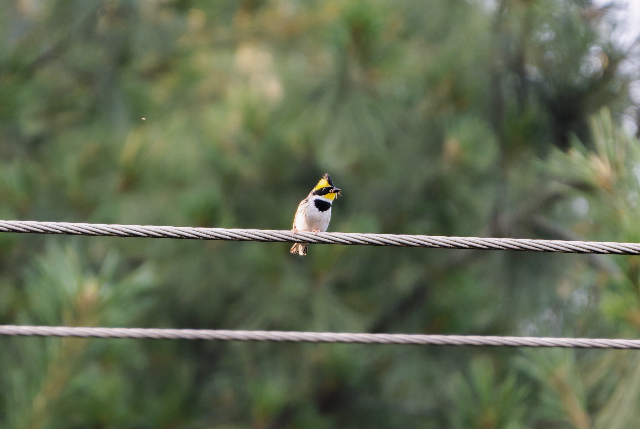 Yellow-throated Bunting