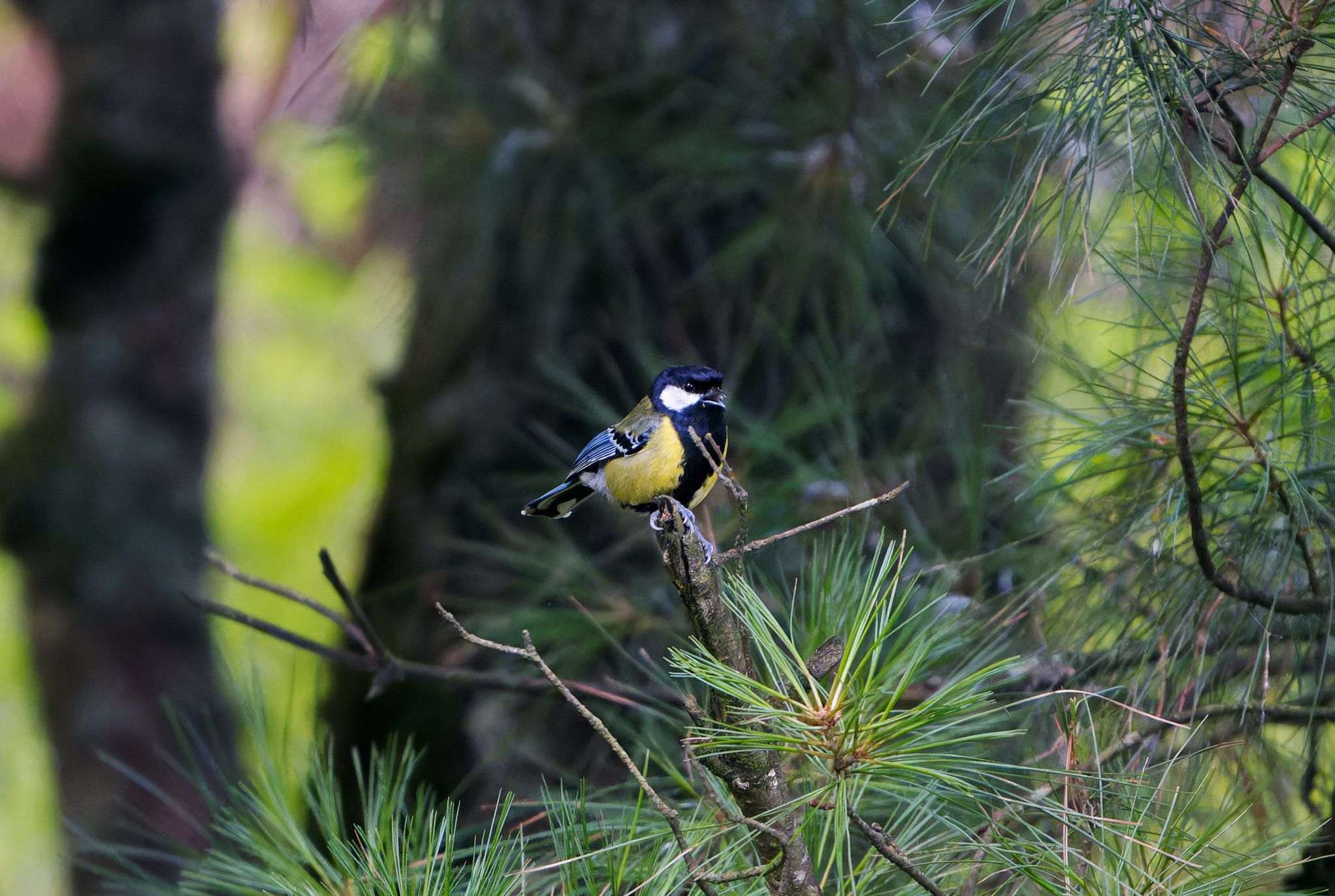Green-backed Tit