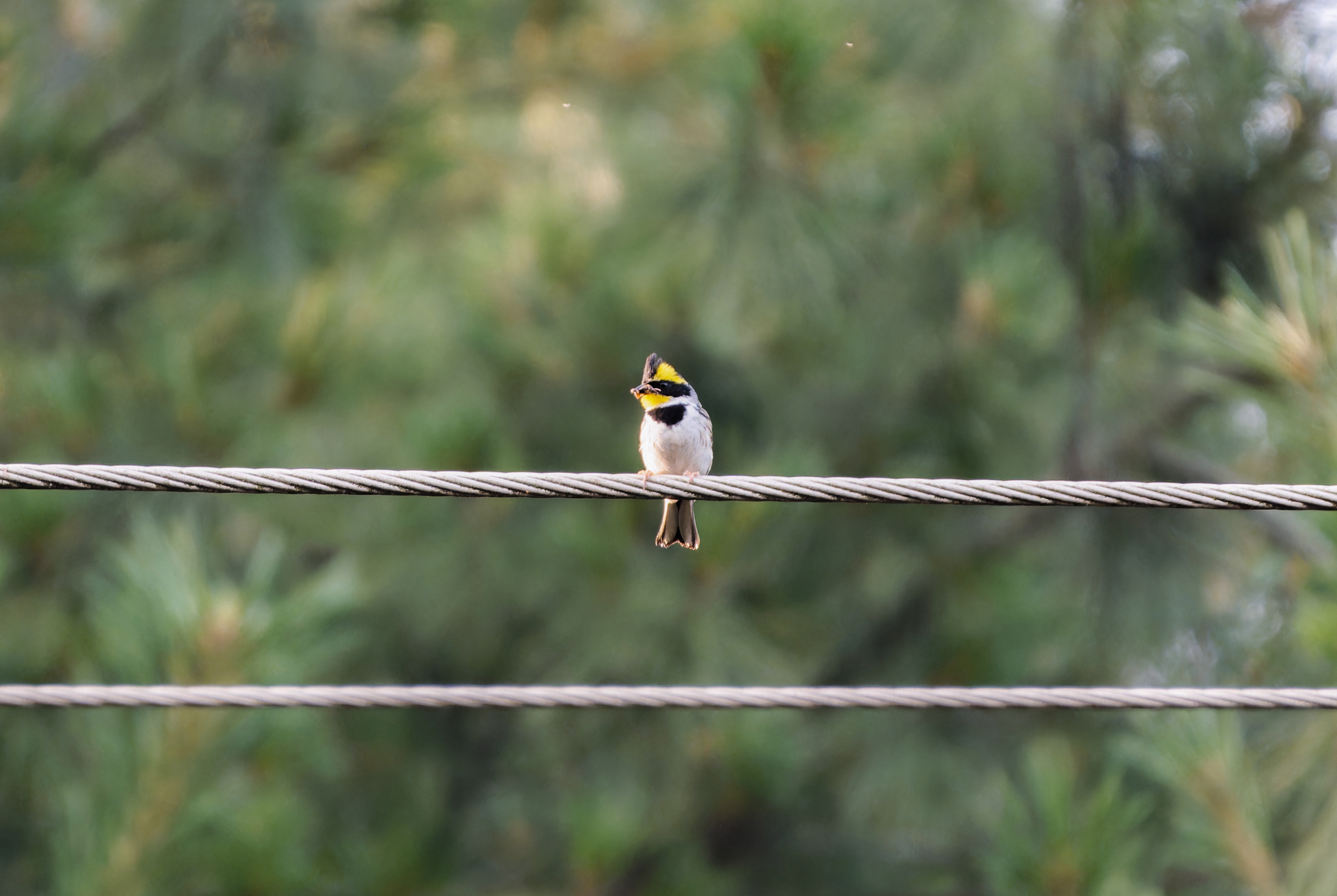 Yellow-throated Bunting