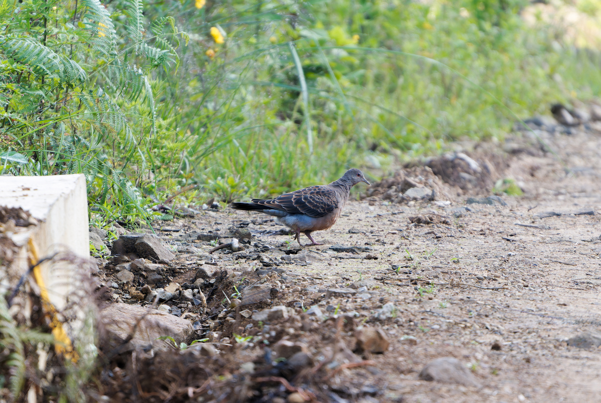 Oriental Turtle Dove