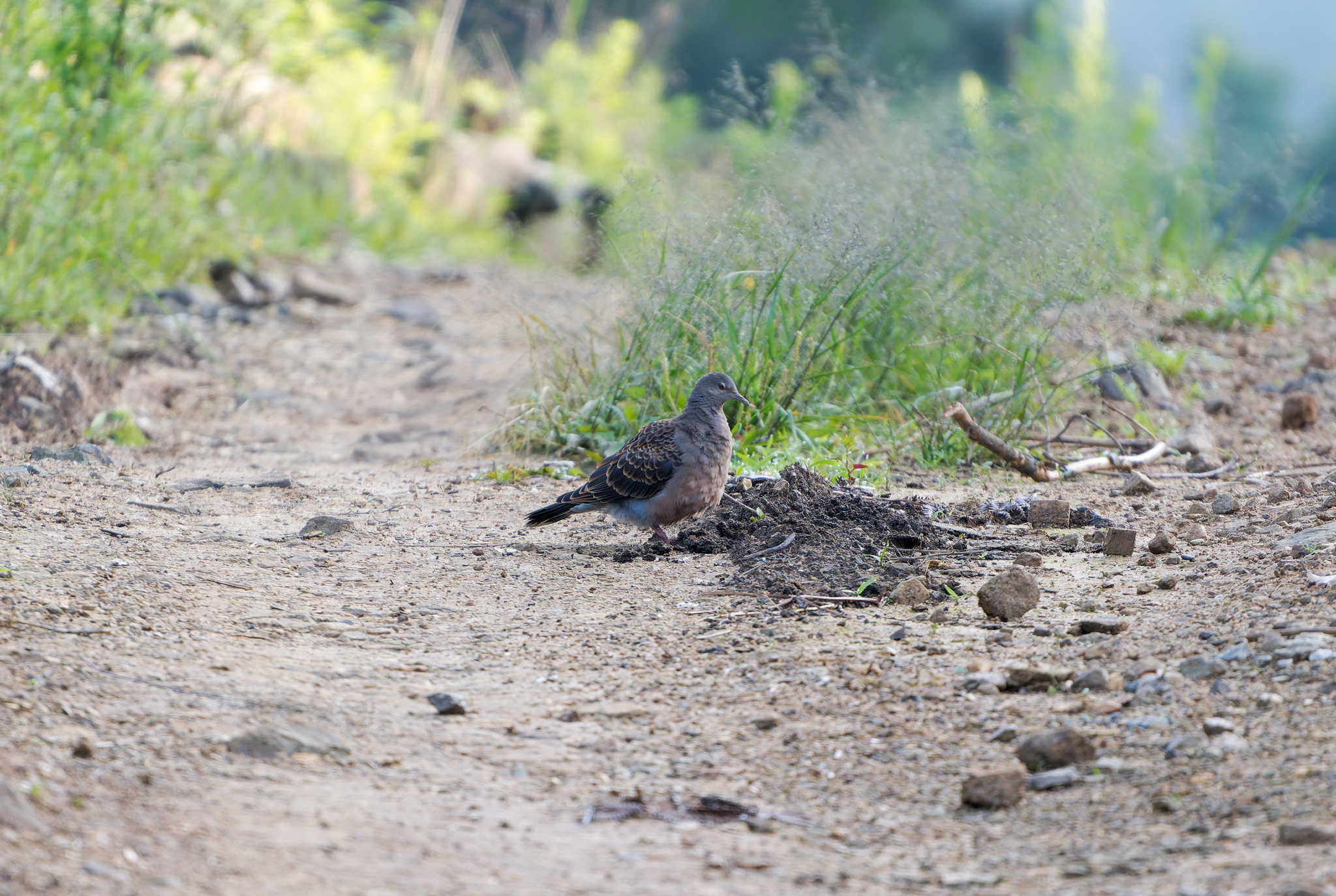 Oriental Turtle Dove