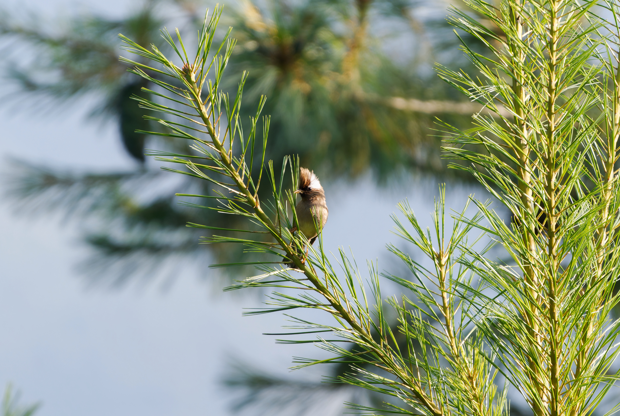 White-collared Yuhina
