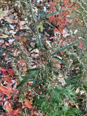 Artemisia vulgaris