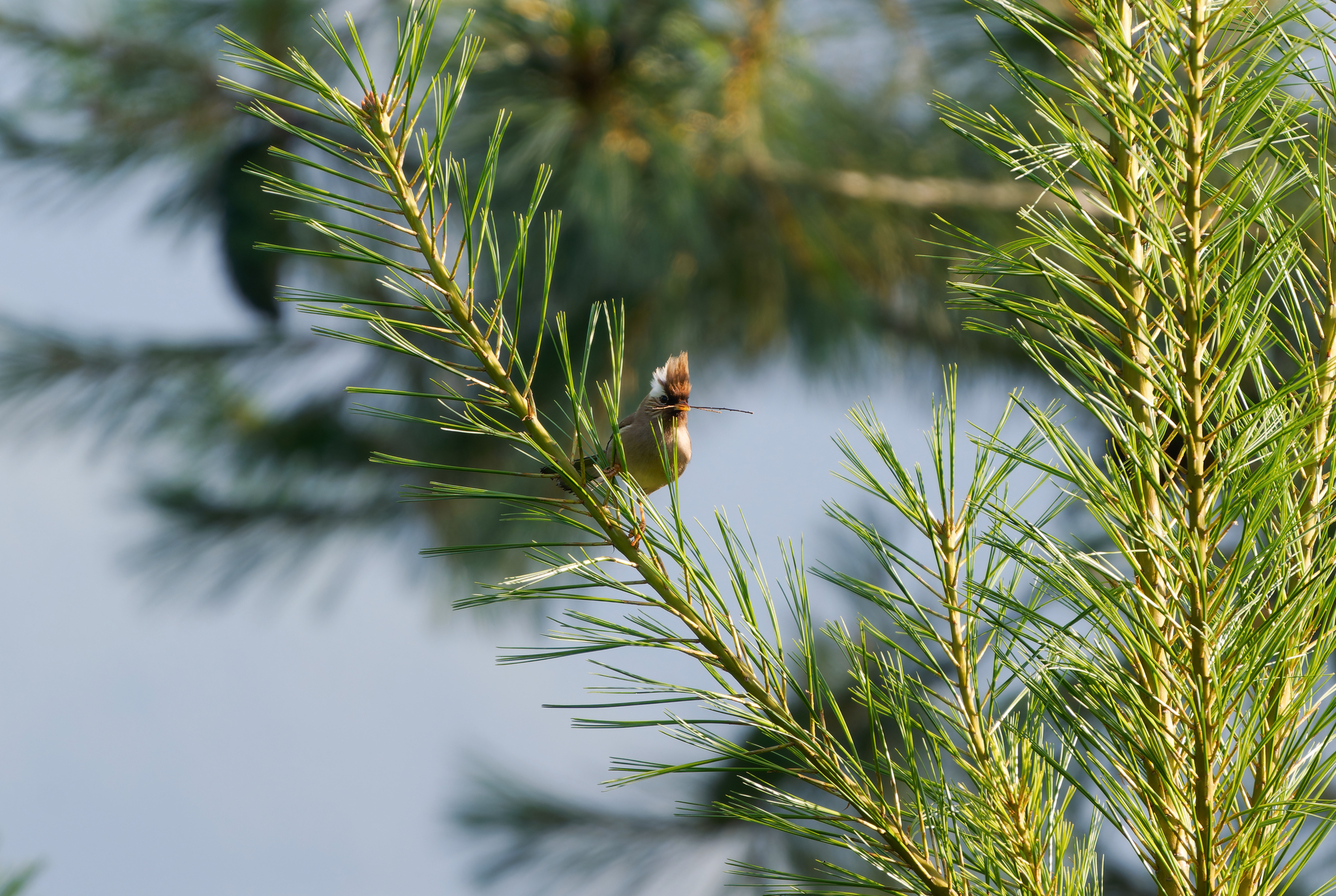 White-collared Yuhina