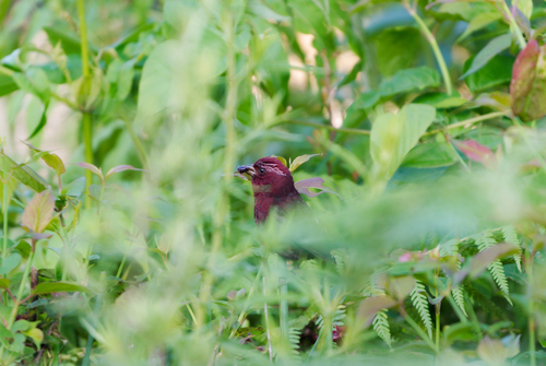 Vinaceous Rosefinch (Carpodacus vinaceus), photo 10