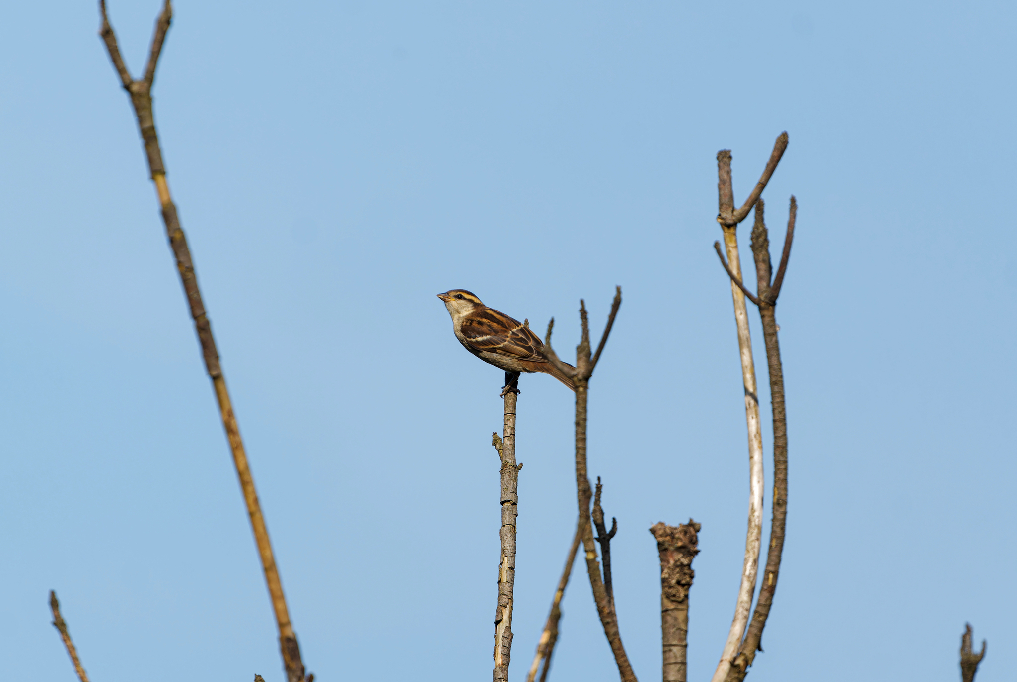 Russet Sparrow