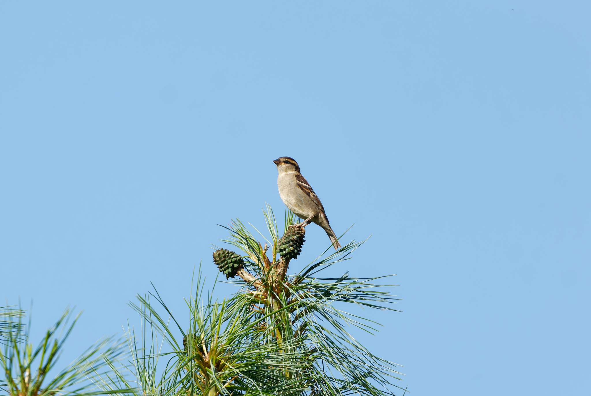 Russet Sparrow