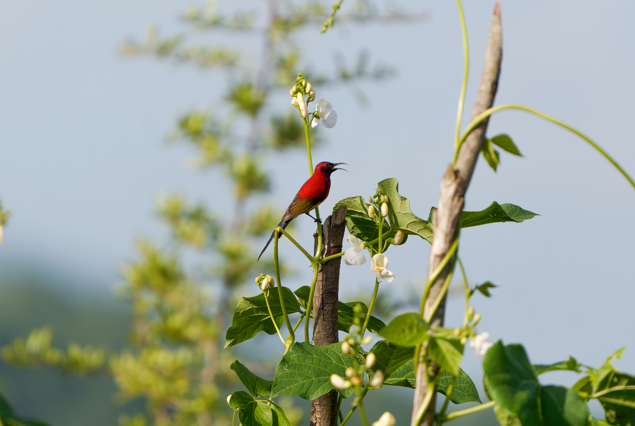 Mrs. Gould's Sunbird