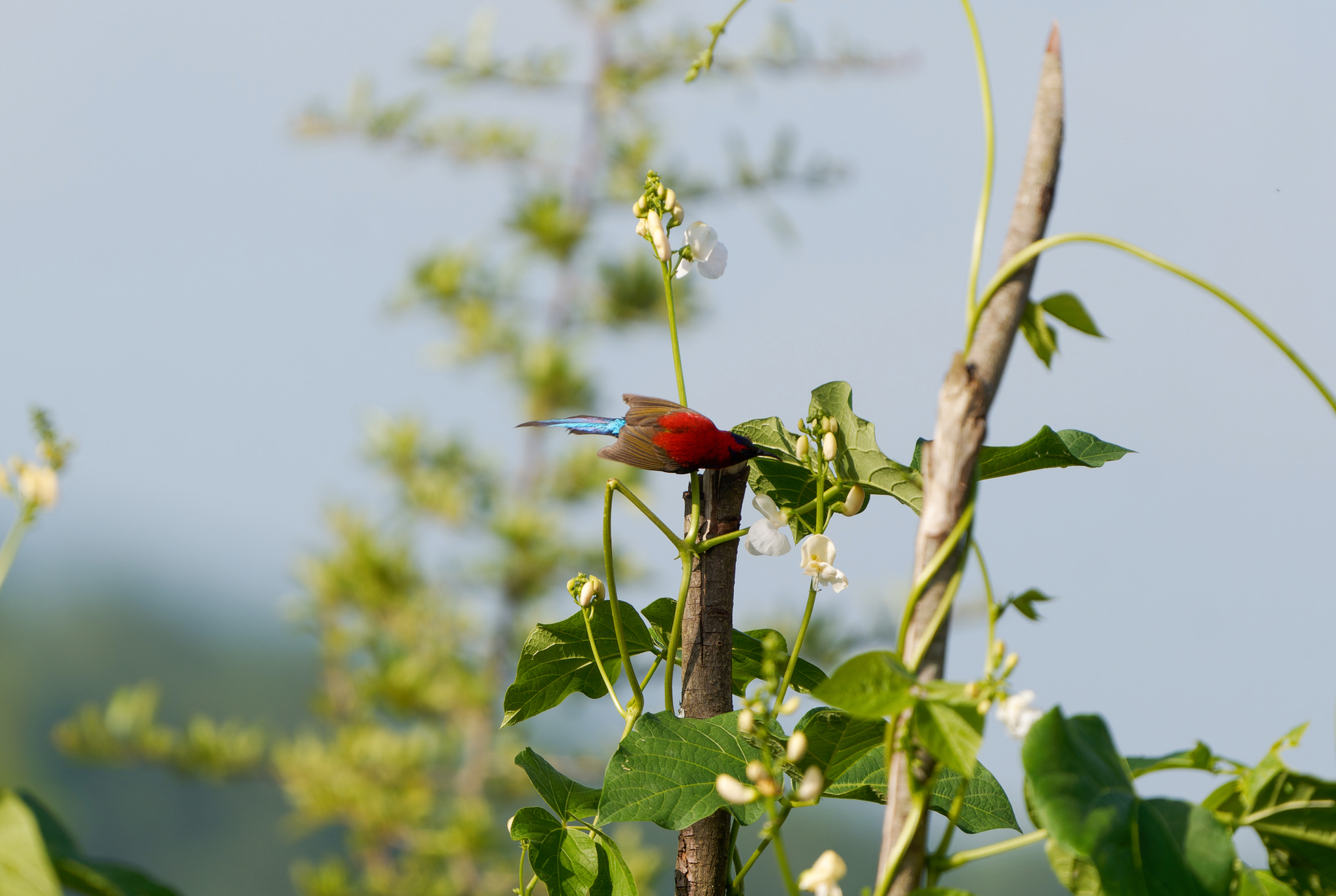 Mrs. Gould's Sunbird