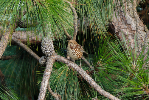 Chinese Babax (Pterorhinus lanceolatus), photo 6