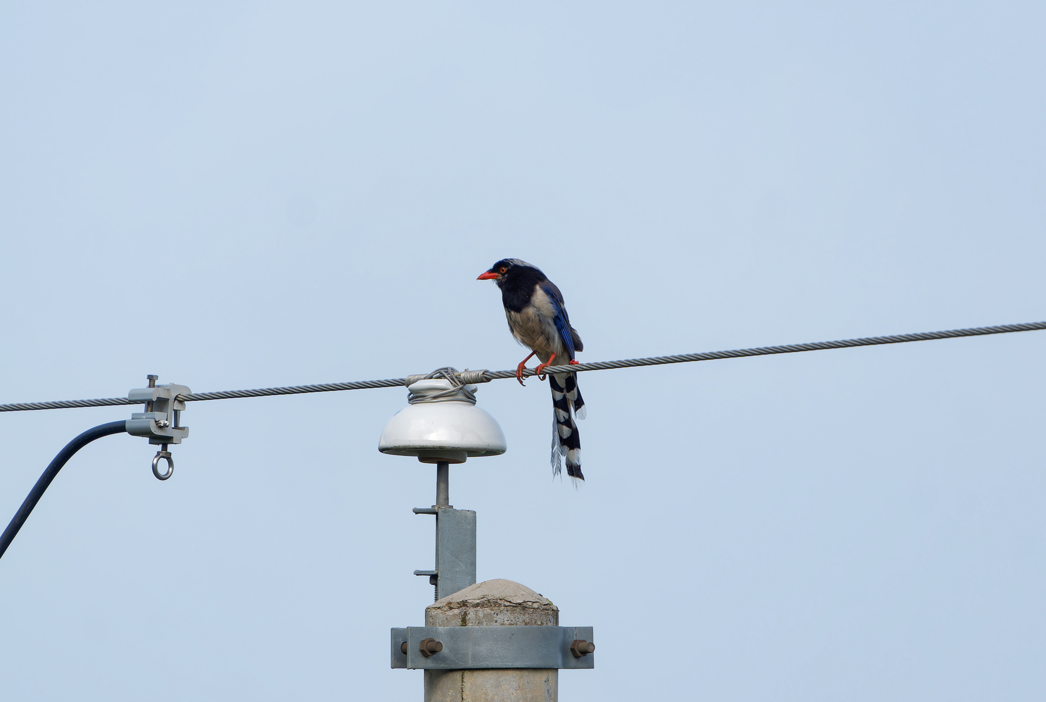 Red-billed Blue Magpie