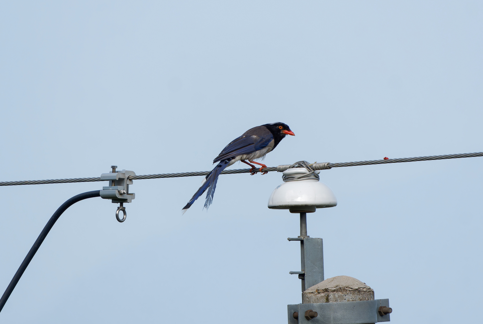 Red-billed Blue Magpie