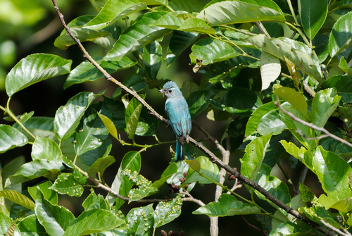 Verditer Flycatcher