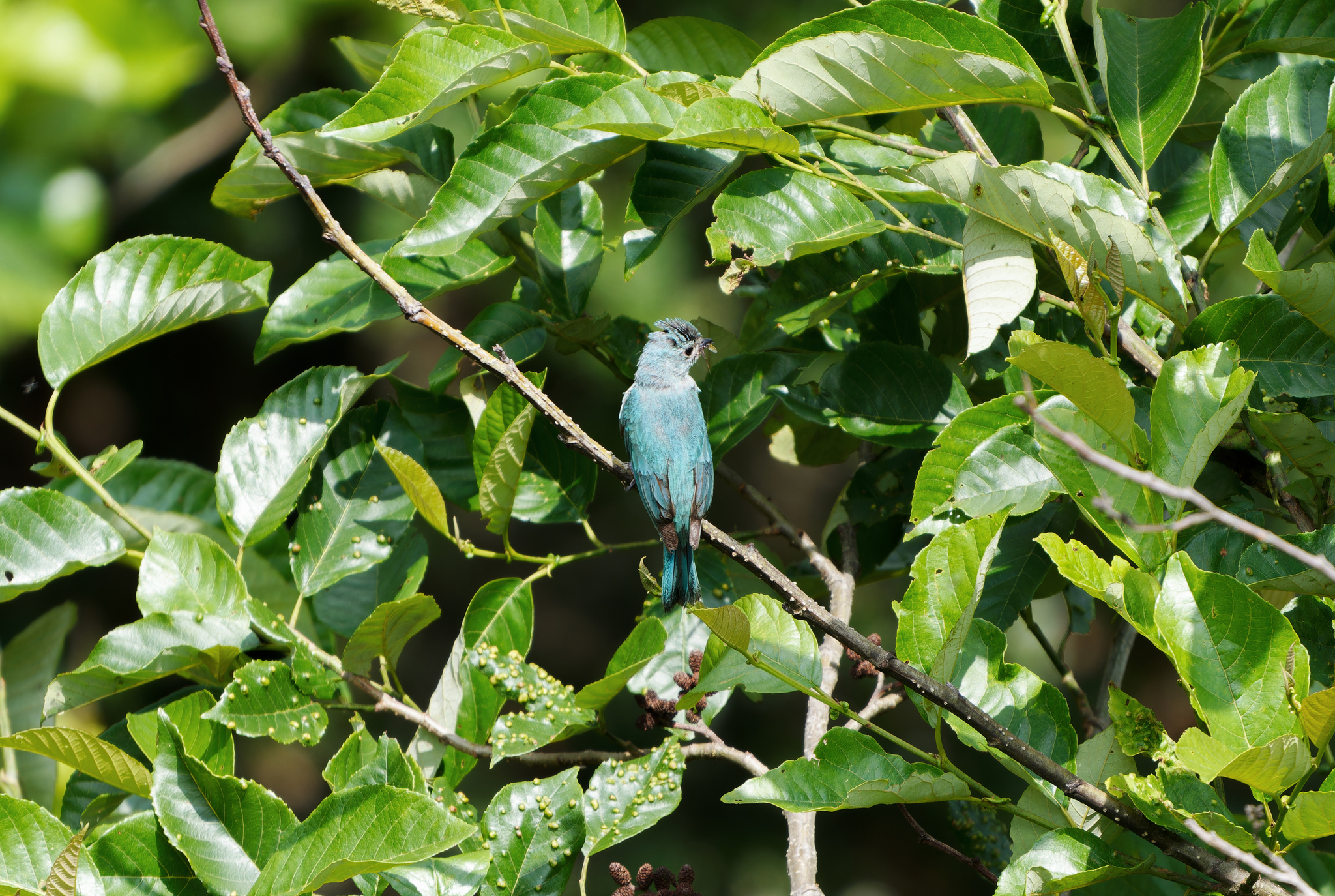 Verditer Flycatcher