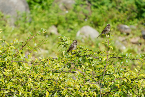 Sharpe's Rosefinch (Carpodacus verreauxii), photo 3
