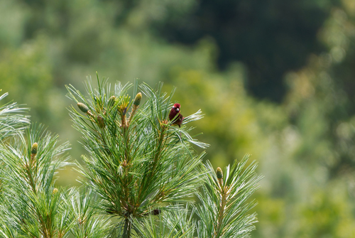 Vinaceous Rosefinch