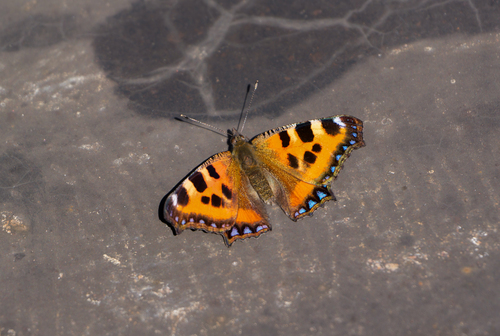 Aglais urticae chinensis