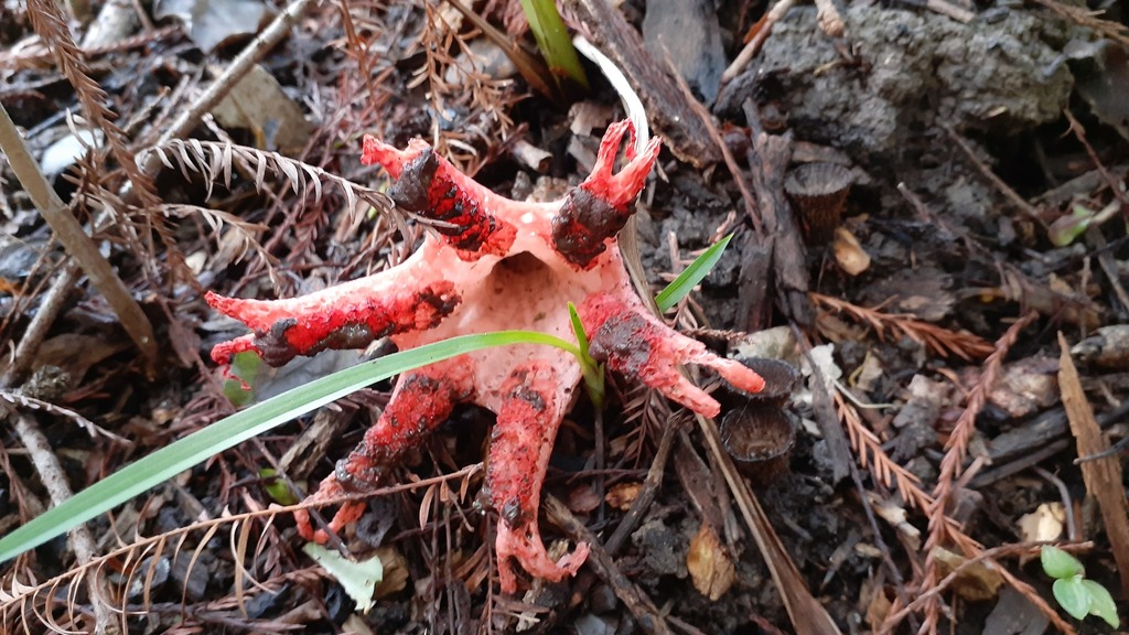 Clathrus archeri · July 2025 · photo: © aardvark04 (iNaturalist, cc0)