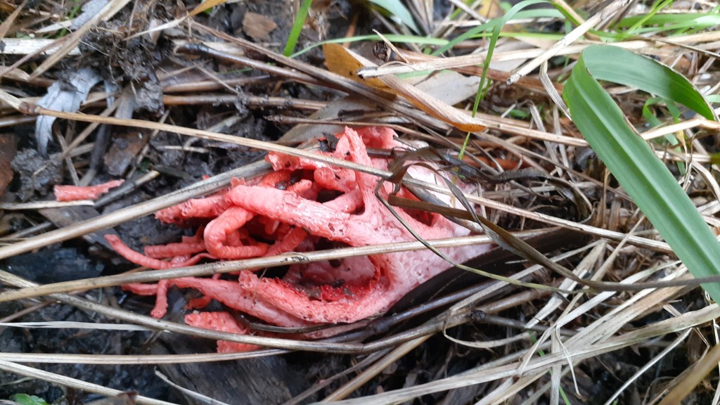 Clathrus archeri · July 2025 · photo: © aardvark04 (iNaturalist, cc0)