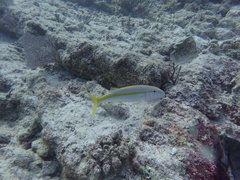 Mulloidichthys dentatus