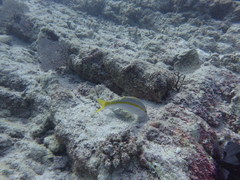 Mulloidichthys dentatus