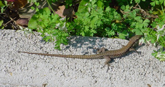 Podarcis muralis
