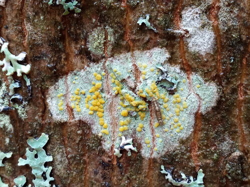 Fused Rim Lichen