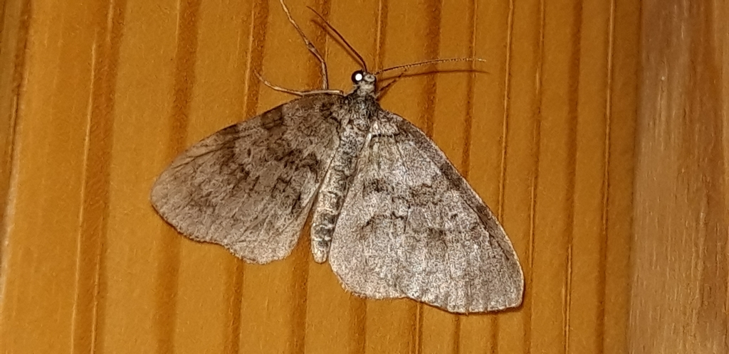 Nothocasis rosariae