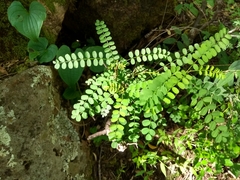 Mimosa calcicola