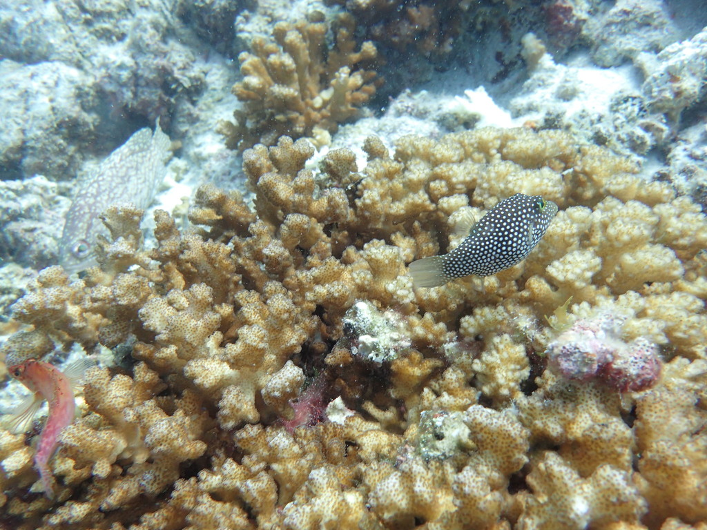 Spotted sharpnosed puffer