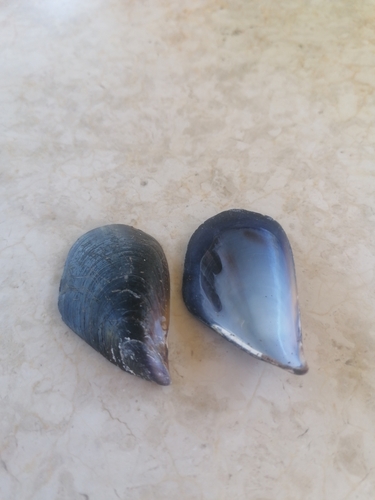 Mytilus galloprovincialis