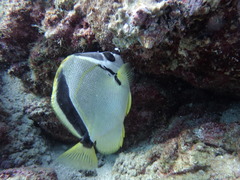 Johnrandallia nigrirostris