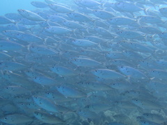Selar crumenophthalmus